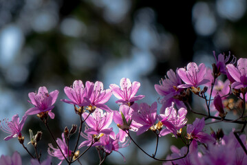 春の公園　鮮やかなピンク色のコバノミツバツツジ