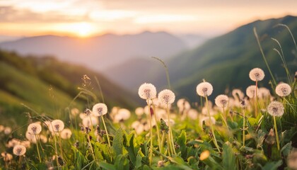 wild grasses with dandelions in the mountains at sunset macro image shallow depth of field summer nature background - Powered by Adobe