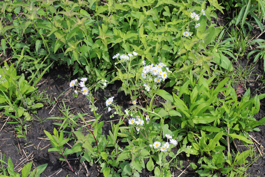 Cluster of daisy fleabane wildflowers at Linne Woods in Morton Grove, Illinois
