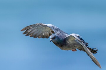 青空映す水面をバックにさっそうと飛ぶ鳩