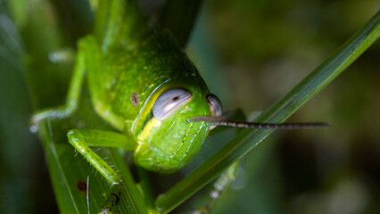 Grasshopper Resting on Fresh Green Leaf, Nature concept