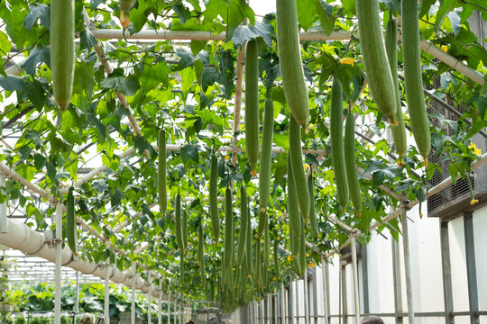 Sponge gourd or luffa hanging ready to be harvested in greenhouse
