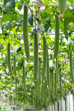 Sponge gourd or luffa hanging ready to be harvested in greenhouse