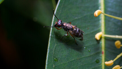 Wasp Resting on Vibrant Green Leaf. Nature concept, Macrophotography