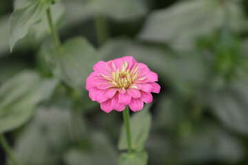 Obraz premium Zinnia o Flor de papel