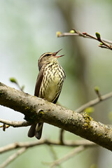Northern Water thrush bird sits perched on a branch singing