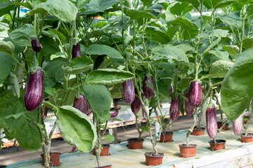 Aubergine eggplant plants in greenhouse. Industrial vegetables cultivation