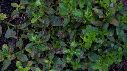 Close-up of Lush Green Bush
