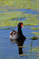 Adult Common Gallinule Moorhen or swamp chicken in swimming along a river through a marsh