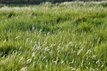grass in the morning