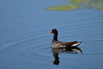 Adult Common Gallinule Moorhen or swamp chicken in swimming along a river through a marsh
