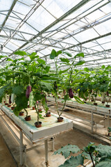 Aubergine eggplant plants in greenhouse. Industrial vegetables cultivation