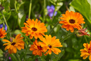 Orange Flowers in a Garden