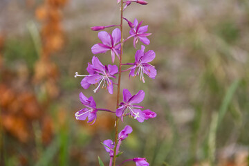 Fototapeta premium A Fireweed Blooming in Summer