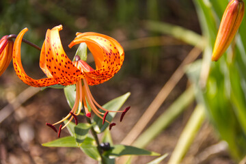 Colourful Lilies Blooming in the Summer
