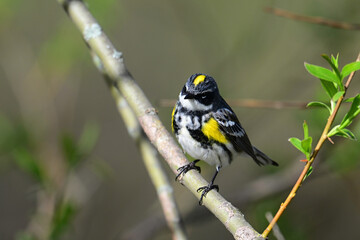 Close up of a male Yellow-rumped Warbler Myrtle bird perched on a branch