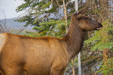 Close up of a Female Elk