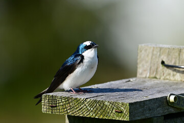 Leucitic male Tree Swallow perched on a bird house