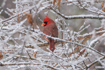 Northern Cardinal