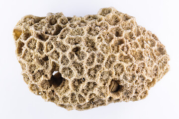 Beached coral found on tropical beach with its unique textures and designs