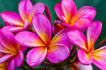 Close up of Red Frangipani flowers against green foliage 