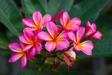 Close up of Red Frangipani flowers against green foliage 