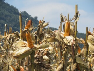 Dry Corn Field