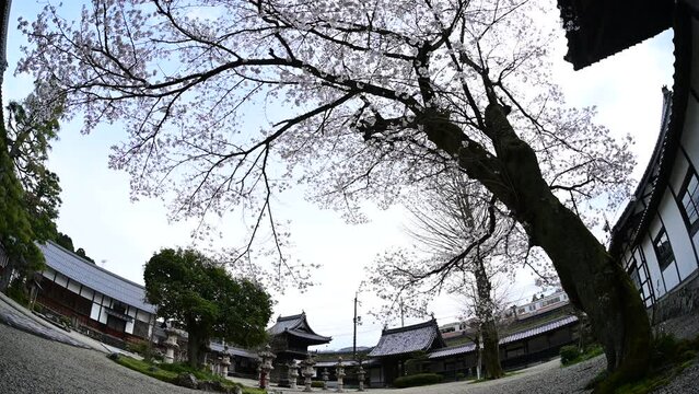 桜咲く妙応寺を通過する313系普通列車 （東海道本線 柏原 - 関ヶ原, 2024年4月）