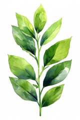 Green leaves on a white background painted in watercolor.