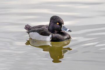 Ring Necked Duck