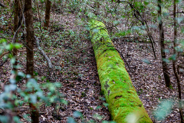 Wollangambe River/Canyon Area, Blue Mountains National Park, New South Wales, Australia
