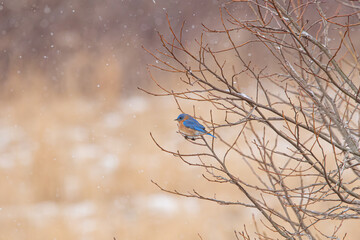 Eastern Bluebird