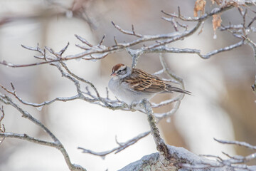 Chipping Sparrow
