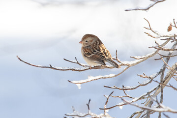 Field Sparrow