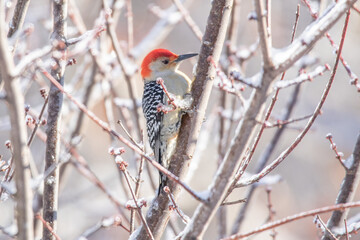 Red Bellied Woodpecker