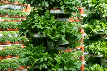 Sustainable Agriculture. Hydroponics based production method farm. healthy and sustainable food sourcing concept.
