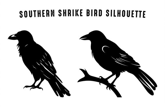 Southern grey shrike bird Silhouette black Clip art, Shrike Bird Silhouette Vector isolated on a white background