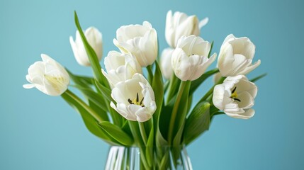Close-up view of white tulips in a glass vase against a serene blue background, isolated with studio lighting for a clear, detailed look