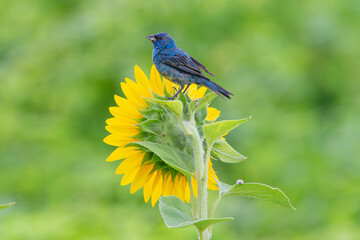 Indigo Bunting