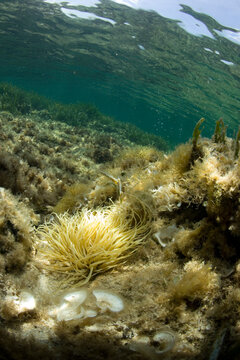attinia, sea anemone (Anemonia sulcata). Capo Caccia. Alghero, Sardegna.Sardinia
