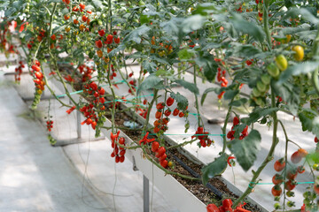 red ripe cherry tomatoes growing in a greenhouse