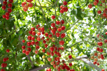 harvest red ripe cherry tomatoes in a greenhouse