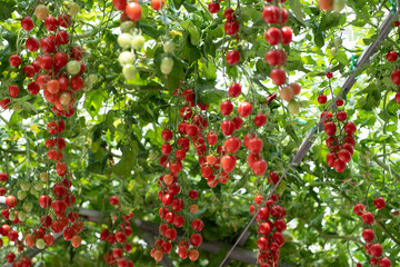 harvest red ripe cherry tomatoes in a greenhouse