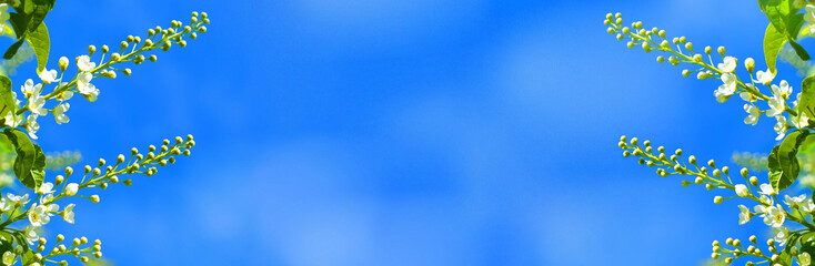 Young spring leaves and flowers of cherry tree with flower buds. Spring background. Soft selective focus. copy space. Looking up and sunlight, fairy spring atmosphere