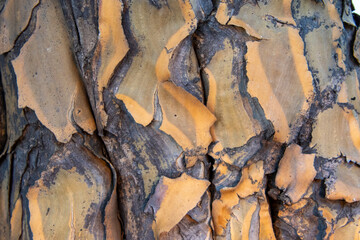Close up of the colors, patterns and texture of the bark of a quiver tree in South Africa
