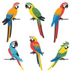 Colorful parrots illustration featuring six different parrot poses. Brightly colored exotic birds perched active. Parrots vibrant plumage red, blue, green yellow tones