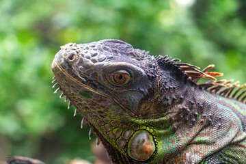 The portrait of the green iguana (Iguana iguana)