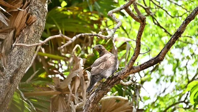 Honey buzzard on a tree