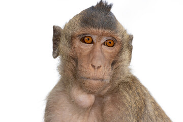 The portrait of macaque on a white background