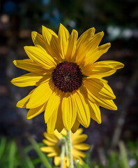 Prairie sunflower, a species of sunflowers (Helianthus Petiolaris)